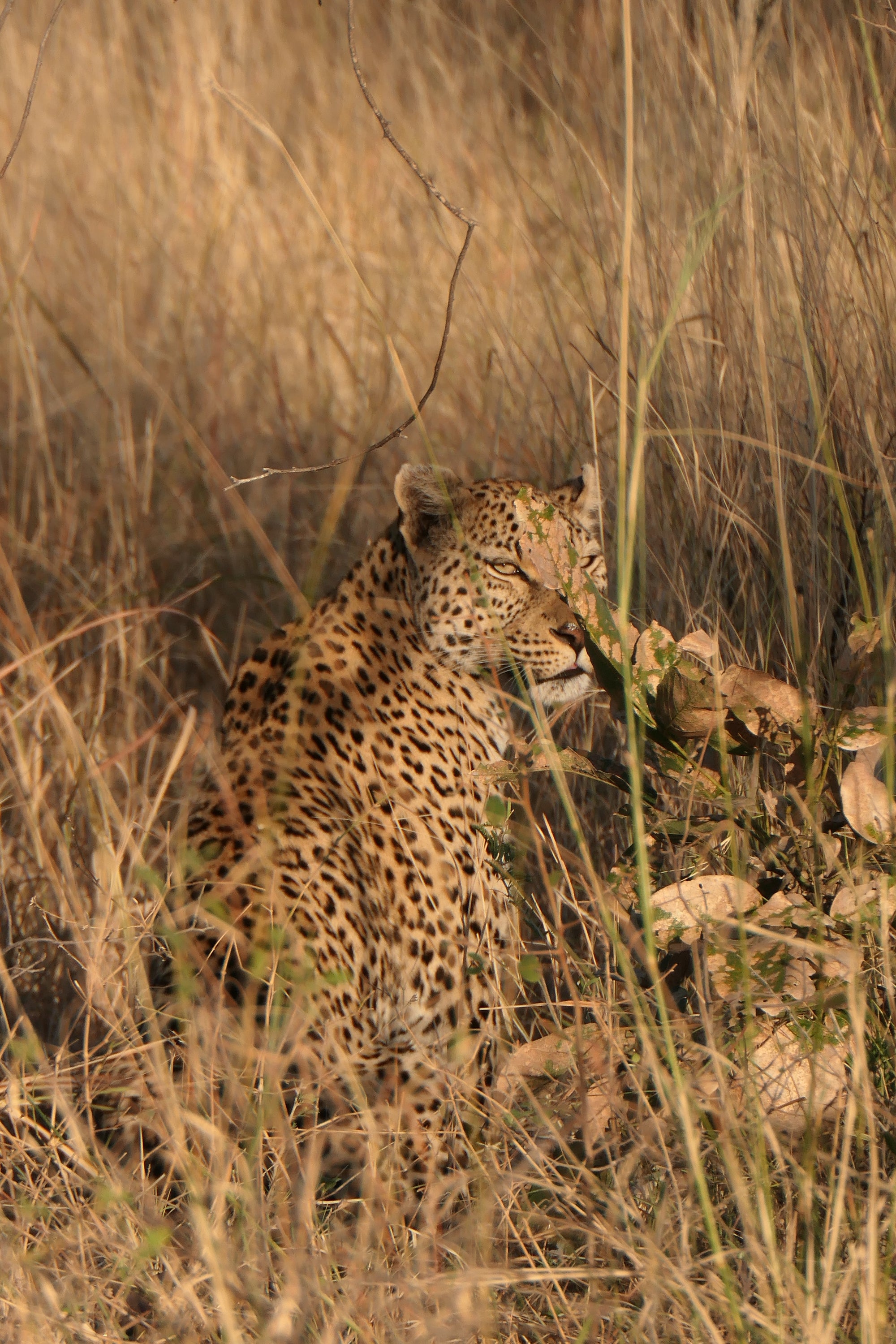 it's ok to wear camo every day