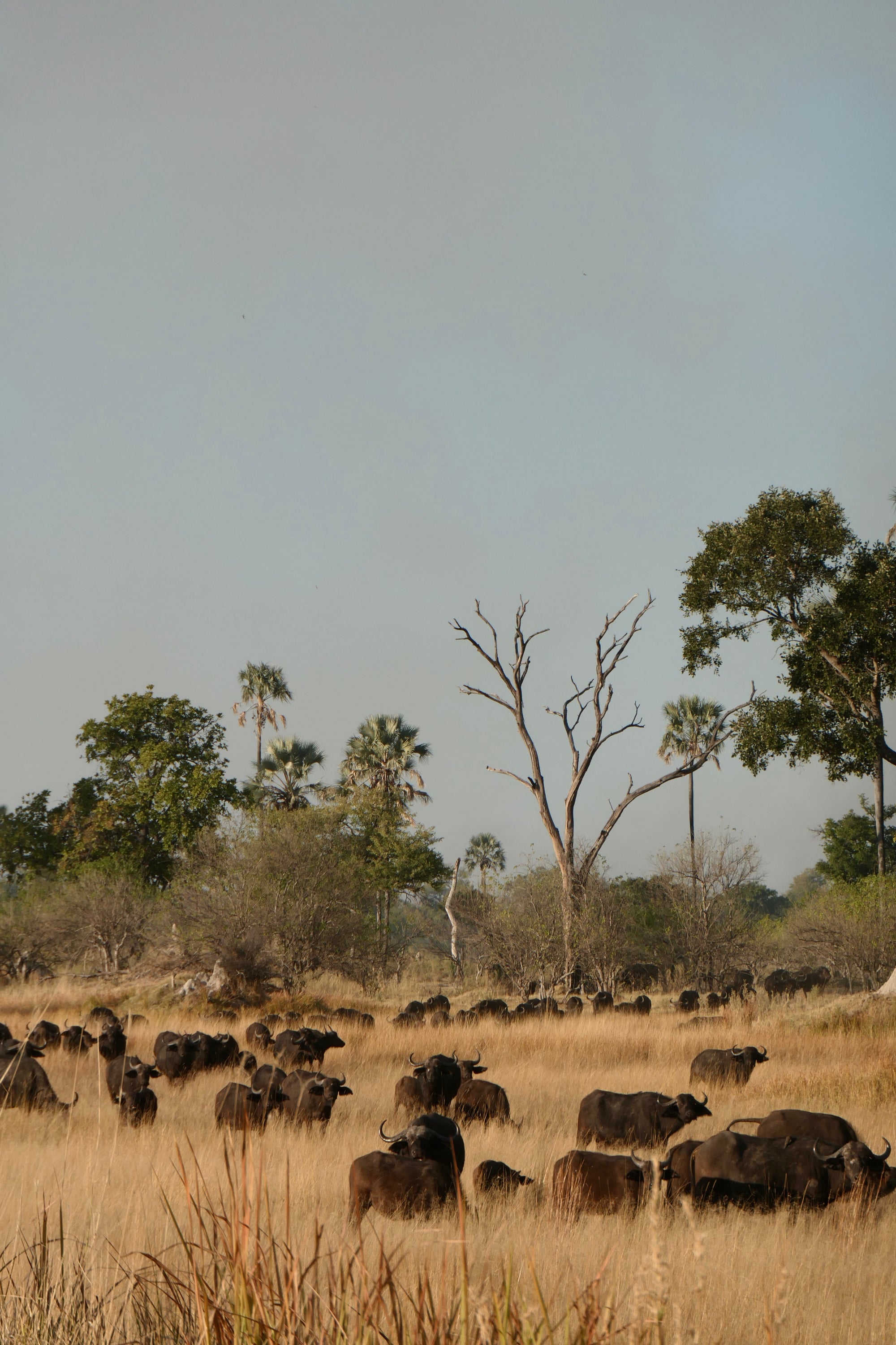 you just don't mess with the bulls