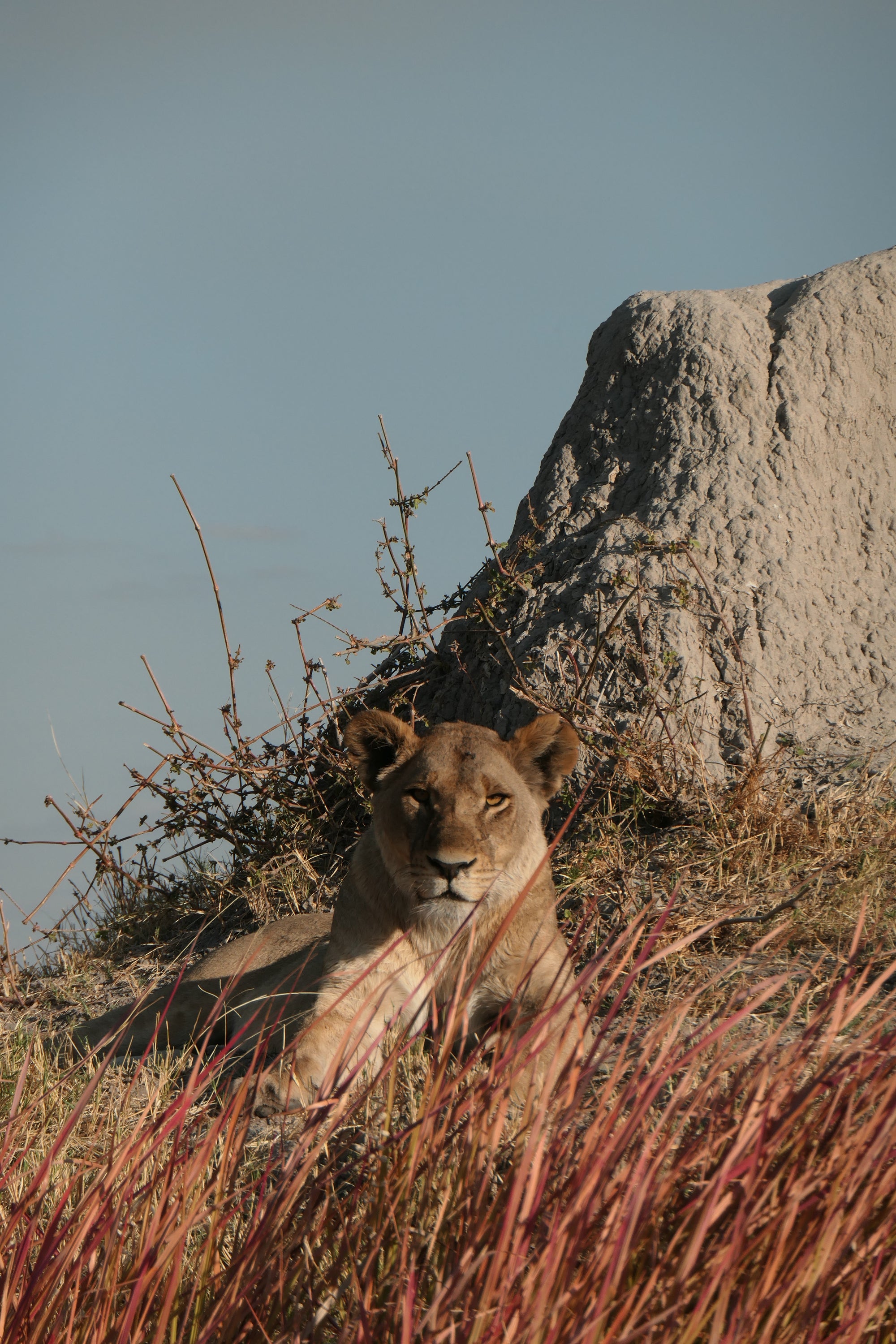 staring contest (she won)